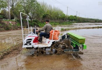 省工省力 精確播種——岡上基地2020年機械精量穴直播技術示范