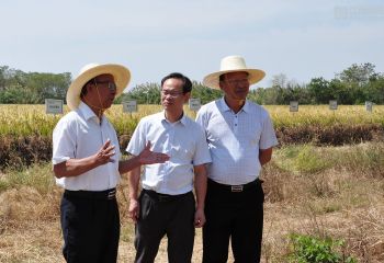 謝華安院士到岡上基地指導再生稻試驗